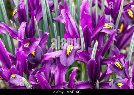 Purple Iris reticulata ' J.S. Dijt ' close up flower Stock Photo