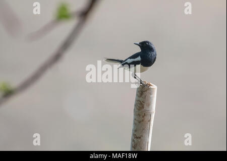 Oriental  Magpie Robin Perched on a Branch Stock Photo