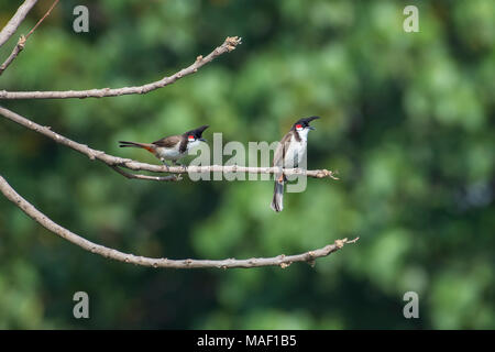 Bird : Pair of Red Whiskered Bulbul Perched on A Branch Stock Photo