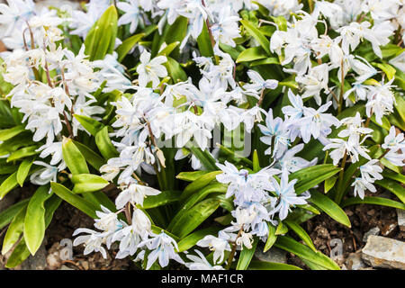 Scilla mischtschenkoana, Scilla tubergeniana – Mishchenko Squill White flowers Early spring blooming Stock Photo