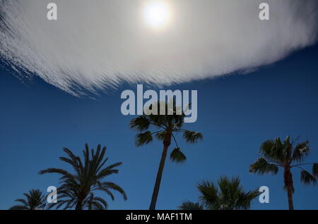 Palm trees silhouetted against a blue sky with an unusual cloud formation and a hazy sun. Stock Photo