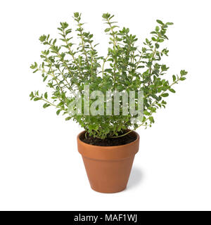 Brown terra cotta pot with fresh Oregano isolated on white background Stock Photo