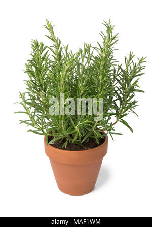 Brown terra cotta pot with fresh italian rosemary isolated on white background Stock Photo