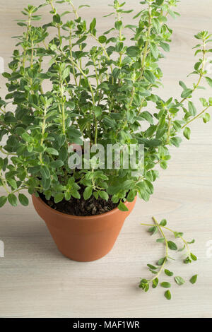 Terra cotta  pot with fresh oregano and a twig Stock Photo