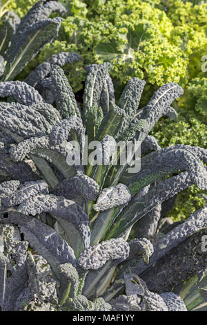 'Nero di Toscana precoce' Kale, Palmkål (Brassica oleracea)