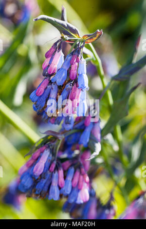 Tall Fringed Bluebell, Lundfjärva (Mertensia ciliata) Stock Photo