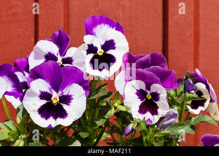 Garden pansy, Brokviol (Viola × wittrockiana) Stock Photo