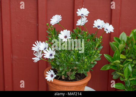 'Vit' Daisybush, Stjärnöga (Osteospermum) Stock Photo