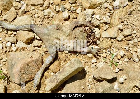 Dead cane toad (Rhinella marina) rotting in a drain, Ecuador Stock ...