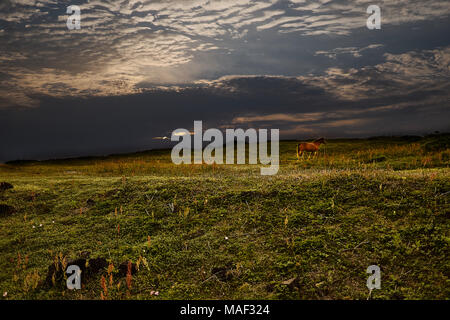 A horse in a scenic sunset view of Seopjikoji Hill of Jeju Island, South Korea, with grass field and dark sky with clouds of beautiful yellowish glow. Stock Photo