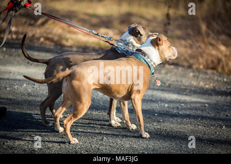 dog walking outside on leash day job routine Stock Photo