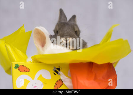 Happy Easter Bunnies Stock Photo