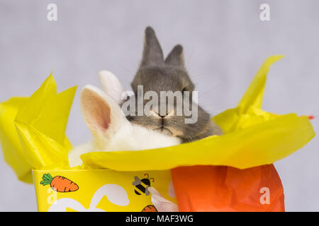 Happy Easter Bunnies Stock Photo