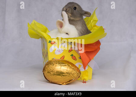Happy Easter Bunnies Stock Photo