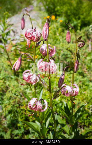 The rare and beautiful Lilium martagon or Turk's cap lily in Galtur, Austria. Stock Photo