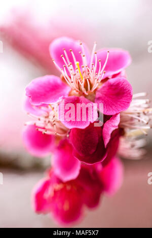 Prunus mume Beni chidori, know as Chinese plum or Japanese apricot in bloom Stock Photo