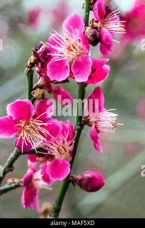 Prunus mume Beni chidori, know as Chinese plum or Japanese apricot in bloom Stock Photo