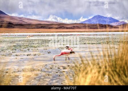 Altiplano Lagoon in Bolivia, Southamerica Stock Photo
