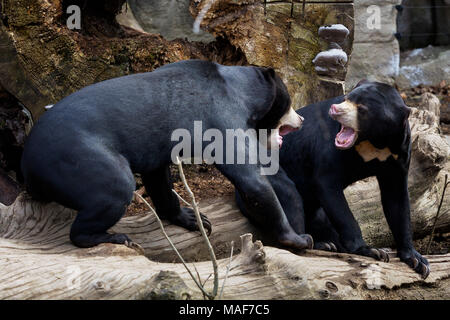 Two malayan bears in the nature habitat-fighting. Beautiful smaller kind of bears. Helarctos malayanus. Stock Photo
