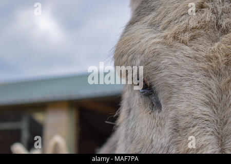 Donkey Eye Stock Photo