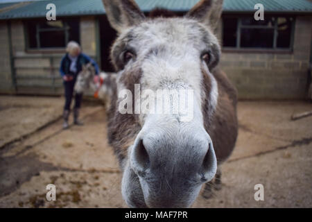 Donkey close up Stock Photo