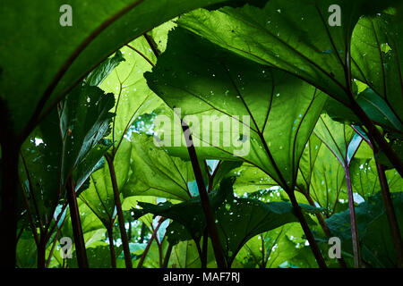 Burdock green leaves . Close-up, green plants. Stock Photo