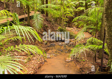 Maiala hiking area in the D'aguilar State Forest near Mount Glorious, Queensland, Australia Stock Photo