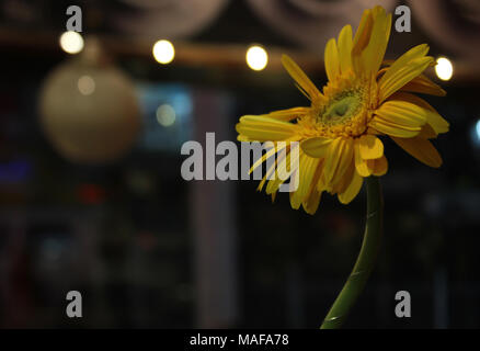 sunflower on table side view Stock Photo