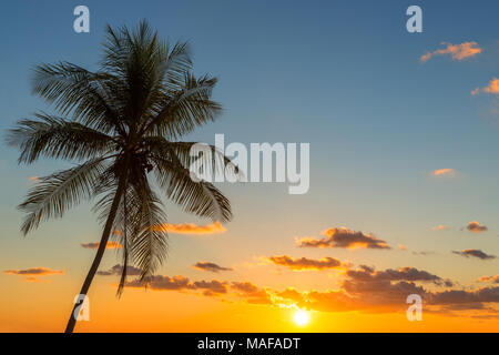 Silhouette of a tropical palm tree at sunset, an expression of travel and tourism, as well as a perfect use for backgrounds and wallpapers. Stock Photo