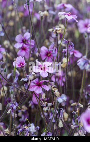 Madeira cranesbill, Madeiranäva (Geranium maderense) Stock Photo