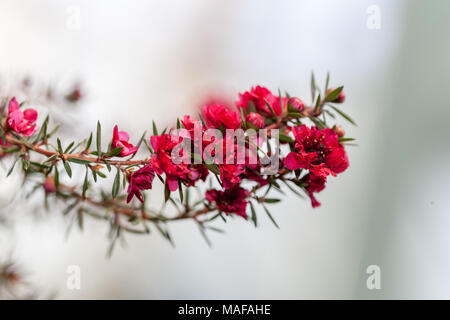 Manuka myrtle, Rosenmyrten (Leptospermum scoparium) Stock Photo