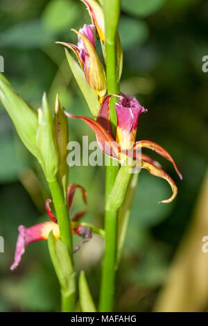Greater Swamp-orchid, Fajus (Phaius tankervilleae) Stock Photo