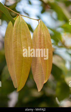 True cinnamon, Äkta kanel (Cinnamomum verum) Stock Photo