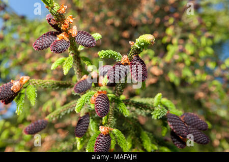 Purple-Coned Spruce, Kinesisk purpurgran (Picea purpurea) Stock Photo