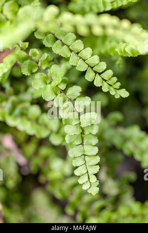 Maidenhair Spleenwort, Svartbräcken (Asplenium trichomanes) Stock Photo