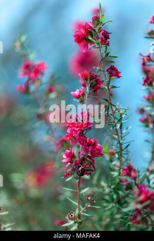 Manuka myrtle, Rosenmyrten (Leptospermum scoparium) Stock Photo