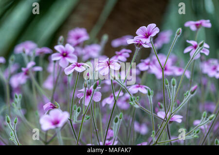 Madeira cranesbill, Madeiranäva (Geranium maderense) Stock Photo