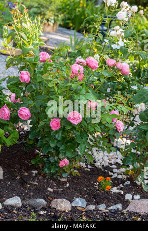 'Leonardo da Vinci, Meiangele' Floribunda Rose, Floribundaros (Rosa) Stock Photo