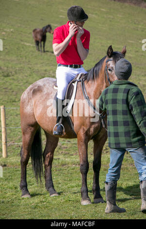 Handsome Male Horse Rider on horseback with white breeches, black boots and red polo shirt in green field with horses in background and trainer Stock Photo