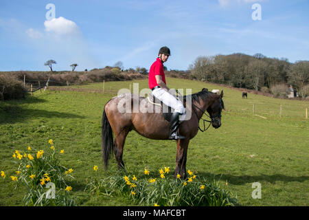 Handsome Male Horse Rider on horseback with white breeches, black boots and red polo shirt in green field with horses in background and daffodils Stock Photo