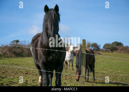 Black stallion behind barbed wire in a field with horses in the background and blue sky Stock Photo