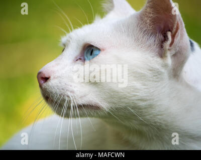 Portrait of a white cate with striking blue eyes looking intently at something Stock Photo