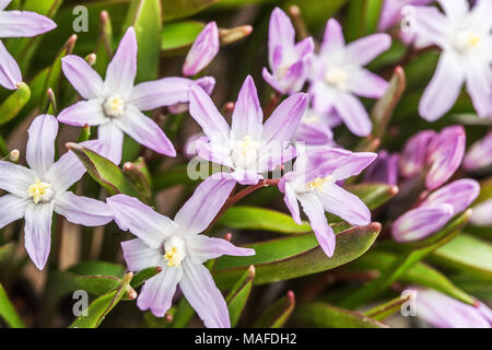 Glory-of-the-snow, Chionodoxa luciliae ' Pink Giant ' Stock Photo