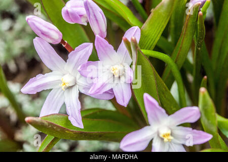 Glory-of-the-snow, Chionodoxa luciliae ' Pink Giant ' Stock Photo