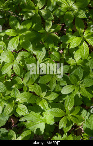 Dog's mercury(Mercurialis perennis) carpet from top in spring, Bialowieza Forest, Poland, Europe Stock Photo
