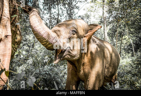 Wild asian elephant eating tree on an cambodia jungle Stock Photo