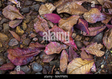 Fallen leaves on the land and stones. Stock Photo