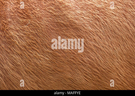 Close up of brown soft wool texture background. Natural fluffy fur of sheep, cow or calf. Warmth and comfort. Stock Photo
