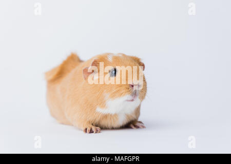 Brown adorable shorthair Guinea Pig with a rosette on a white seamless background, shot on a Canon 5D IV Stock Photo