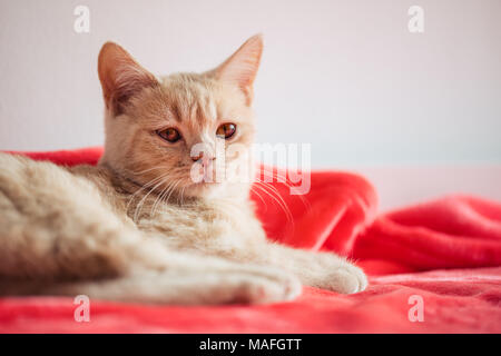 Purebred British shorthair kitten (cream) lying on a red blanket on a bed, shot on a Canon 5D IV Stock Photo